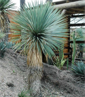 Yucca rigida